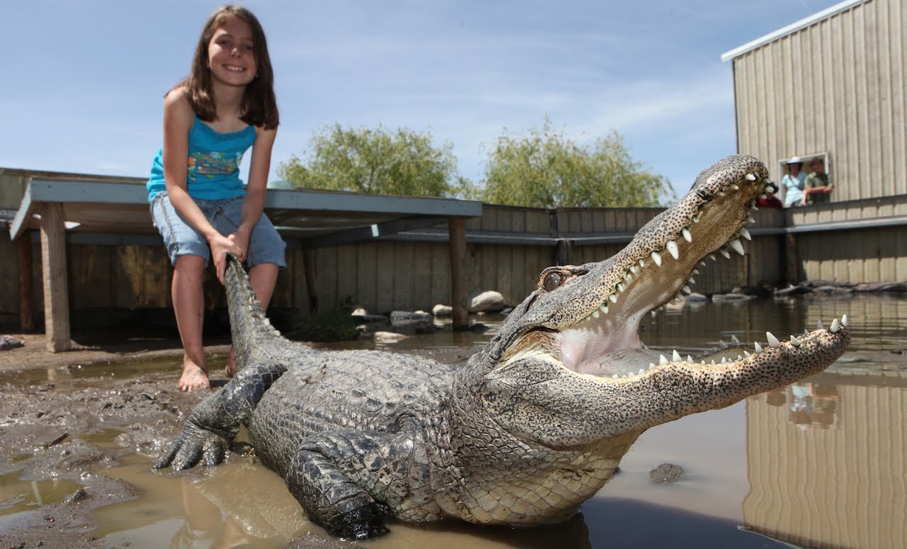 Girl and Alligator | Videos in Levels